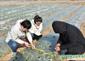 平度：開(kāi)展大蒜種植試驗(yàn) ()