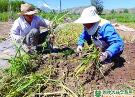 青海：樂都城臺(tái)大蒜喜豐收 ()