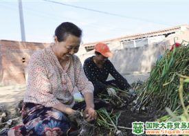 大營(yíng)子村：紫皮蒜產(chǎn)業(yè)致富新途徑 ()