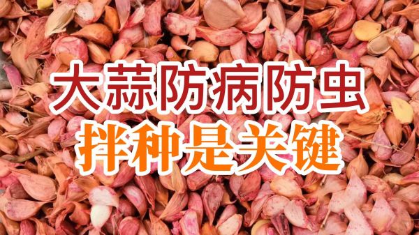 大蒜防病防蟲、拌種是關鍵 ()