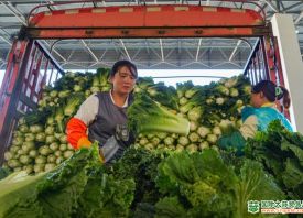 威寧自治縣：冷涼蔬菜“強勢出圈”