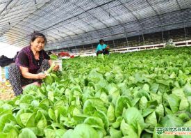 重慶梁平：蔬菜公園帶動農(nóng)民增收